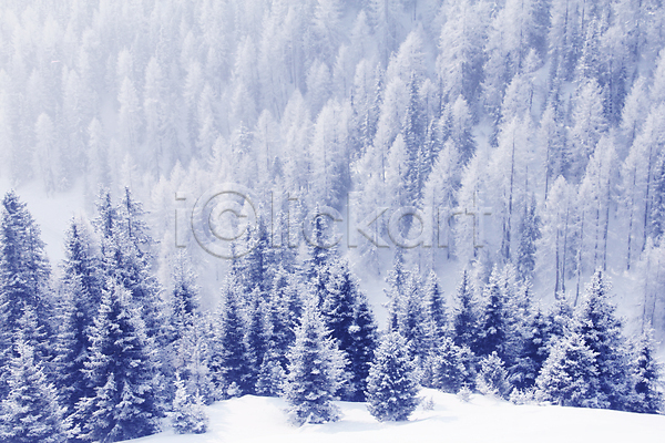 추위 사람없음 JPG 포토 해외이미지 겨울 나무 내추럴 냉동 백그라운드 백발 산 서리 숲 알프스 오스트리아 자연 전나무 풍경(경치) 해외202004 환경 흰색