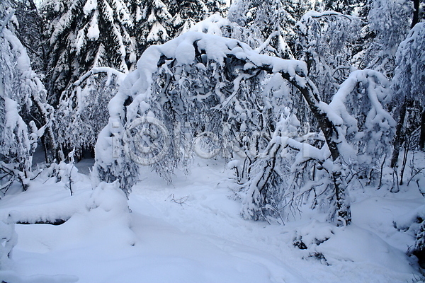 사람없음 JPG 포토 해외이미지 겨울 나무 노르웨이 목재 숲 자연 해외202004