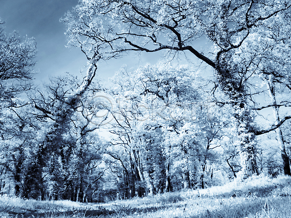 사람없음 JPG 포토 해외이미지 공원 나무 나뭇가지 숲 시골 식물 야외 잎 자연 적외선 파란색 풍경(경치) 하늘 해외202004 환경