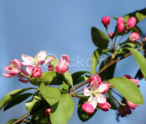 사람없음 JPG 포토 해외이미지 4월 개화 꽃잎 나무 나뭇가지 벚꽃 봄 분홍색 사과 식물 유럽 잎 카피스페이스 파란색 하늘 해외202004