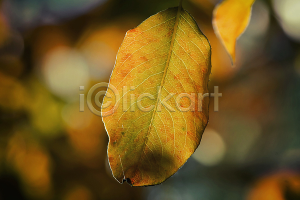 사람없음 JPG 포토 해외이미지 10월 가을(계절) 갈색 계절 공원 나무 나뭇가지 노란색 백그라운드 빛 빨간색 시트 식물 심볼 야외 옛날 오렌지 잎 자연 자작나무 초록색 풍경(경치) 해외202004