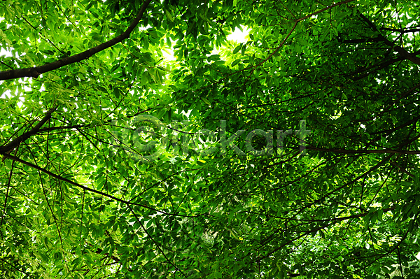뜨거움 성장 시원함 신선 사람없음 JPG 포토 해외이미지 건강 그늘 그리너리 그림자 나무 덮개 백그라운드 숲 습기 식물 야외 여름(계절) 열대 열대우림 잎 자연 초록색 추상 해외202004 환경