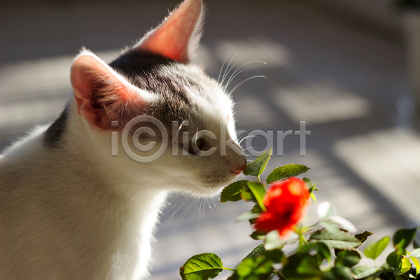 사람없음 JPG 소프트포커스 아웃포커스 포토 해외이미지 고양이 꽃 냄새 반려동물 반려묘 실내 한마리 해외202004