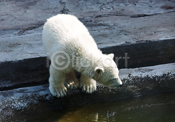 사람없음 아기 JPG 포토 해외이미지 곰 그림 동물 동물원 러시아 멸종위기 북극 새장 자연 작음 포유류 해외202004