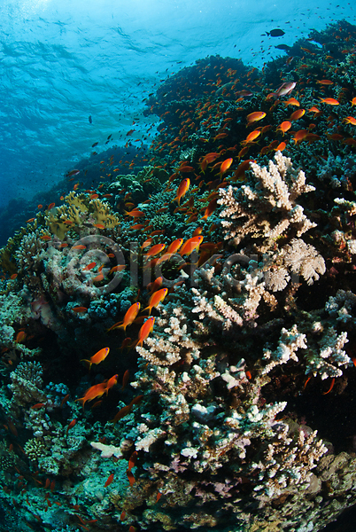 사람없음 JPG 포토 해외이미지 물 바쁨 산호 수중 암초 어류 이집트 해외202004 햇빛 홍해