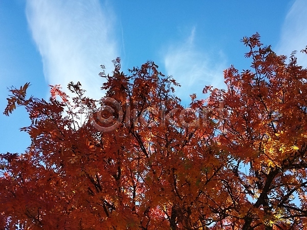 사람없음 JPG 포토 해외이미지 가을(계절) 계절 나뭇가지 내추럴 노란색 다발 백그라운드 빨간색 식물 오렌지 잎 자연 초록색 컬러풀 파란색 해외202004