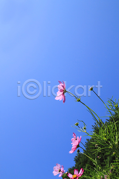 신선 사람없음 JPG 포토 해외이미지 9월 가로 개화 꽃 목가 보라색 분홍색 식물 자연 정원 초록색 컬러풀 코스모스(꽃) 파란색 하늘 해외202004 황금