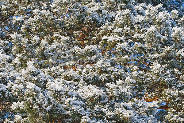사람없음 JPG 포토 해외이미지 11월 12월 1월 2월 겨울 계절 나무 나뭇가지 백그라운드 상록수 소나무 숲 식물 아래 자연 장식 초록색 침엽수 크리스마스 털 파란색 하늘 해외202004