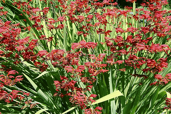 사람없음 JPG 포토 해외이미지 꽃 내추럴 많음 빨간색 식물 자연 초록색 해외202004