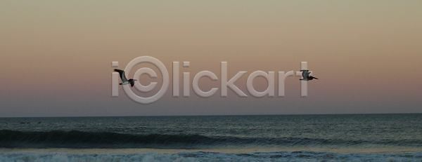 사람없음 JPG 포토 해외이미지 구름 모래 물 바다 새벽 야생동물 자연 조류 파도 파란색 하늘 해외202004 해외포토