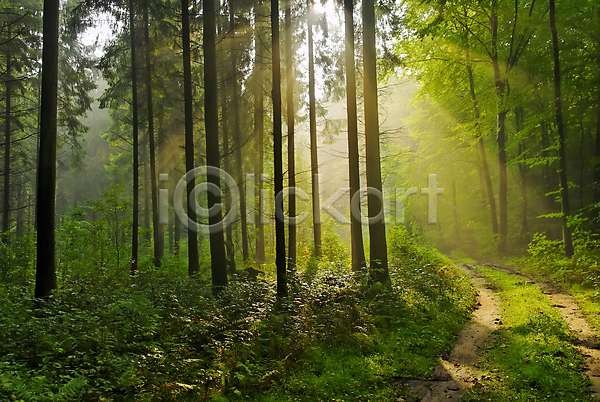 평화 사람없음 JPG 포토 해외이미지 광선 길 나무 목재 삼림지대 숲 시골 야외 자연 해외202004 햇빛