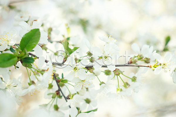 사람없음 JPG 아웃포커스 포토 해외이미지 나뭇가지 벚꽃 봄 야외 주간 해외202004