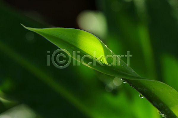 사람없음 JPG 근접촬영 아웃포커스 포토 물방울 야외 자연 주간 풀잎