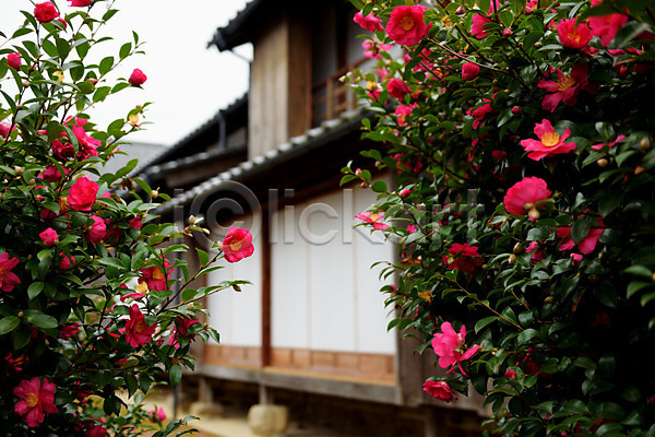 사람없음 JPG 아웃포커스 포토 꽃 꽃나무 야외 일본 일본가옥 일본건축 주간 주택