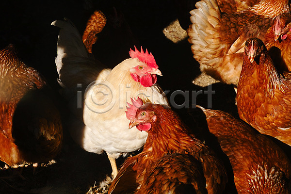사람없음 JPG 포토 가축 닭 닭장 야외 여러마리 주간