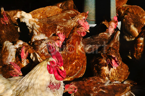 사람없음 JPG 포토 가축 닭 닭장 야외 여러마리 주간