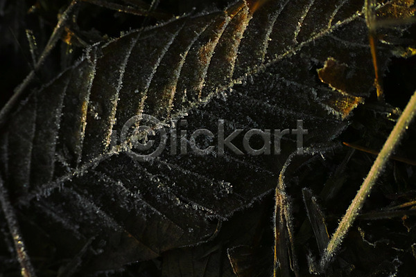 사람없음 JPG 근접촬영 포토 겨울 나뭇잎 야외 얼음 잎맥 자연 주간