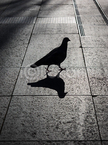 사람없음 JPG 실루엣 포토 그림자 바닥 비둘기 야외 주간 한마리