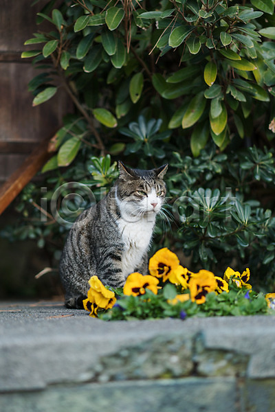 사람없음 JPG 아웃포커스 포토 고양이 길고양이 꽃 동물라이프 반려 반려동물 야외 주간 한마리