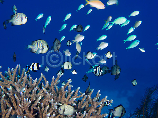 사람없음 JPG 포토 바다 바닷속 산호 어류 여러마리 열대어 자연