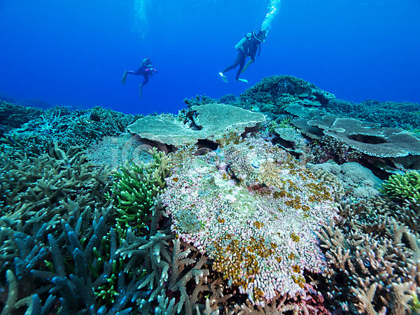 두명 JPG 포토 바다 바닷속 산호 스쿠버다이빙 자연 잠수부