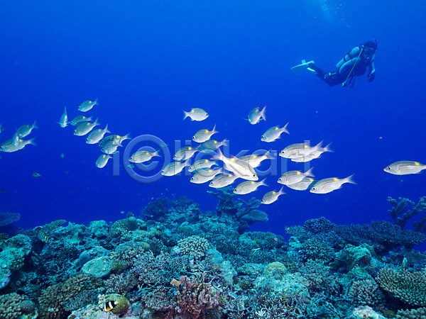 한명 JPG 포토 바다 바닷속 산호 스쿠버다이빙 어류 여러마리 자연 잠수부