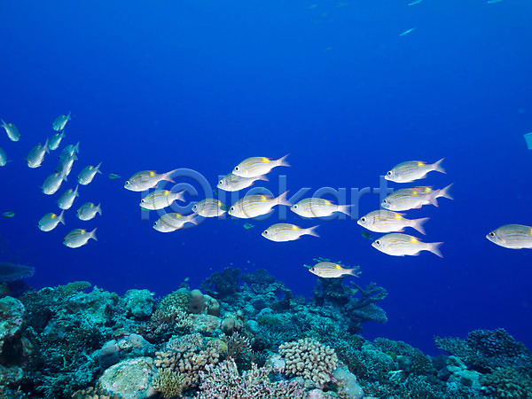 사람없음 JPG 포토 바다 바닷속 산호 어류 여러마리 자연