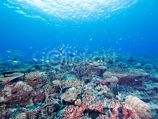 사람없음 JPG 포토 바다 바닷속 산호 어류 여러마리 자연