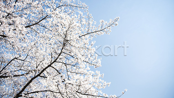 사람없음 JPG 로우앵글 포토 맑음 바탕화면 벚꽃 벚나무 봄 봄풍경 야외 주간 풍경(경치) 하늘