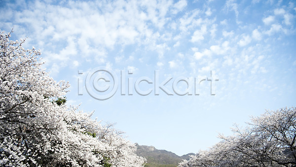 사람없음 JPG 로우앵글 포토 구름(자연) 맑음 바탕화면 벚꽃 벚나무 봄 봄풍경 야외 주간 풍경(경치) 하늘