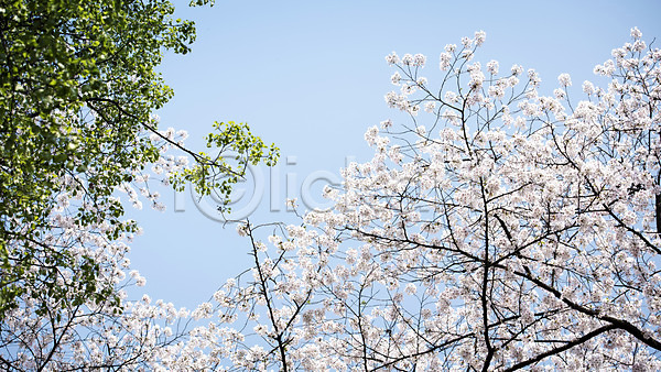 사람없음 JPG 로우앵글 포토 맑음 벚꽃 벚나무 봄 봄풍경 야외 주간 풍경(경치) 하늘