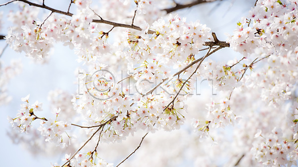 사람없음 JPG 로우앵글 아웃포커스 포토 맑음 벚꽃 벚나무 봄 봄풍경 야외 주간 풍경(경치)