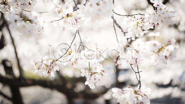 사람없음 JPG 로우앵글 아웃포커스 포토 맑음 벚꽃 벚나무 봄 봄풍경 야외 주간 풍경(경치)