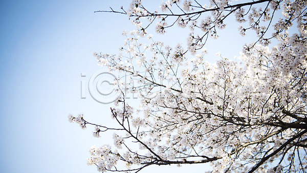 사람없음 JPG 로우앵글 포토 맑음 바탕화면 벚꽃 벚나무 봄 봄풍경 야외 주간 풍경(경치) 하늘