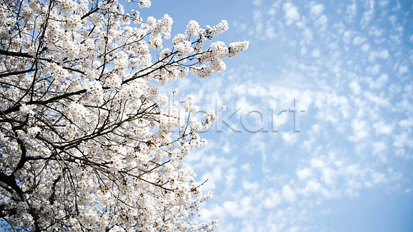 사람없음 JPG 로우앵글 포토 구름(자연) 맑음 바탕화면 벚꽃 벚나무 봄 봄풍경 야외 주간 풍경(경치) 하늘