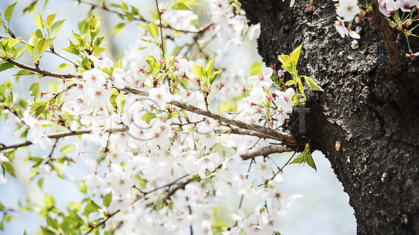 사람없음 JPG 로우앵글 포토 맑음 벚꽃 벚나무 봄 봄풍경 야외 주간 풍경(경치)