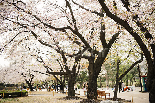 여러명 JPG 포토 공원 맑음 벚꽃 벚나무 벤치 봄 봄풍경 야외 주간 풍경(경치)