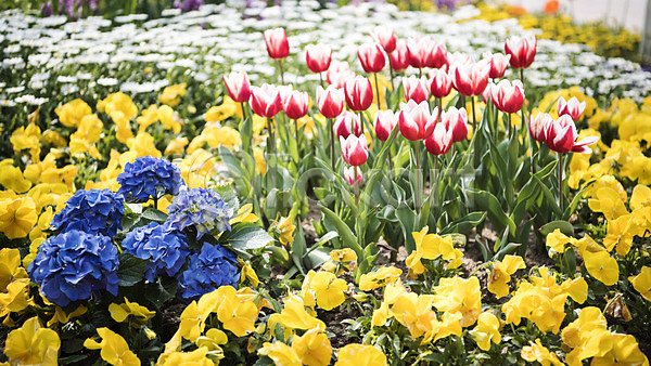 사람없음 JPG 포토 꽃밭 노란색 들꽃 봄 봄꽃 봄풍경 빨간색 야외 주간 튤립 파란색 풍경(경치)