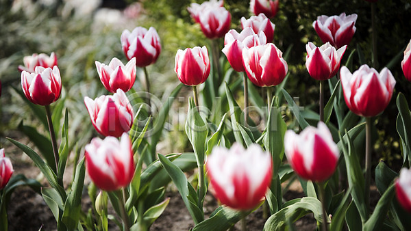 사람없음 JPG 아웃포커스 포토 꽃밭 봄 봄꽃 봄풍경 빨간색 야외 주간 튤립 풍경(경치)