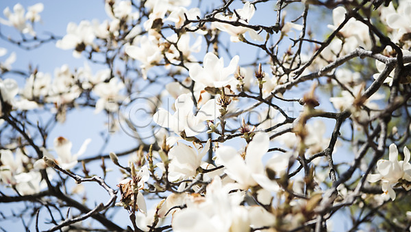 사람없음 JPG 포토 꽃밭 목련 목련나무 봄 봄꽃 봄풍경 야외 주간 풍경(경치)
