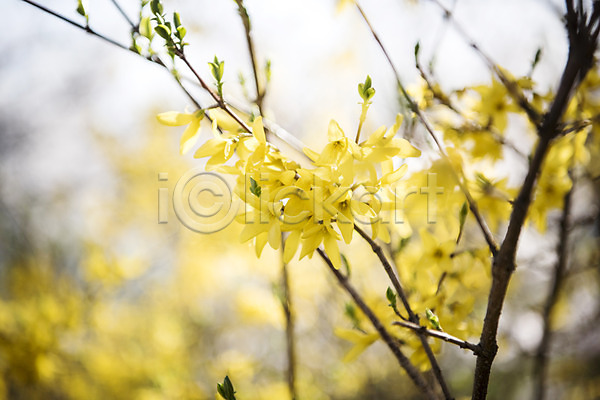 사람없음 JPG 아웃포커스 포토 개나리 꽃밭 봄 봄꽃 봄풍경 야외 주간 풍경(경치)