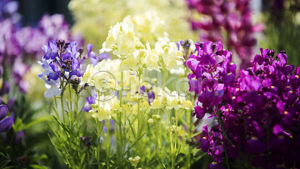 사람없음 JPG 아웃포커스 포토 꽃밭 봄 봄꽃 봄풍경 붓꽃 야외 주간 풍경(경치)