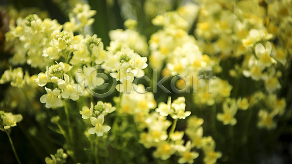 사람없음 JPG 아웃포커스 포토 꽃밭 노란색 봄 봄꽃 봄풍경 야외 주간 풍경(경치)