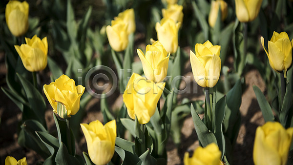 사람없음 JPG 아웃포커스 포토 꽃밭 노란색 봄 봄꽃 봄풍경 야외 주간 튤립 풍경(경치)