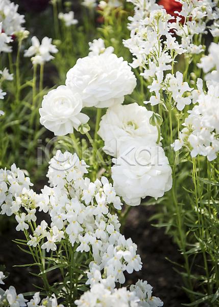 사람없음 JPG 포토 꽃밭 라넌큘러스 봄 봄꽃 봄풍경 야외 주간 풍경(경치) 흰색