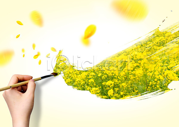 신체부위 한명 PSD 편집이미지 그리기 꽃 꽃잎 노란색 봄 붓 손 유채 자연 편집 한손
