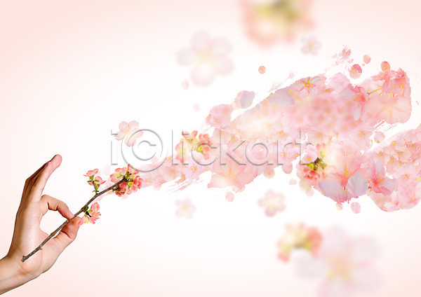 신체부위 한명 PSD 편집이미지 꽃 나뭇가지 봄 분홍색 손 자연 편집 한손