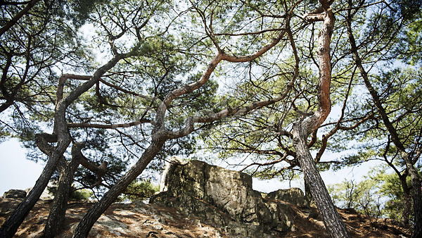 사람없음 JPG 로우앵글 포토 바위(돌) 봄풍경 북악산 서울 성곽길 소나무 야외 주간 풍경(경치) 한국