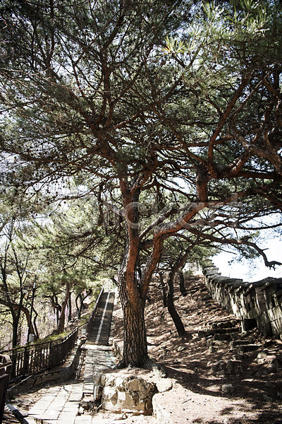 사람없음 JPG 포토 북악산 산책로 서울 성곽길 소나무 야외 주간 풍경(경치) 한국