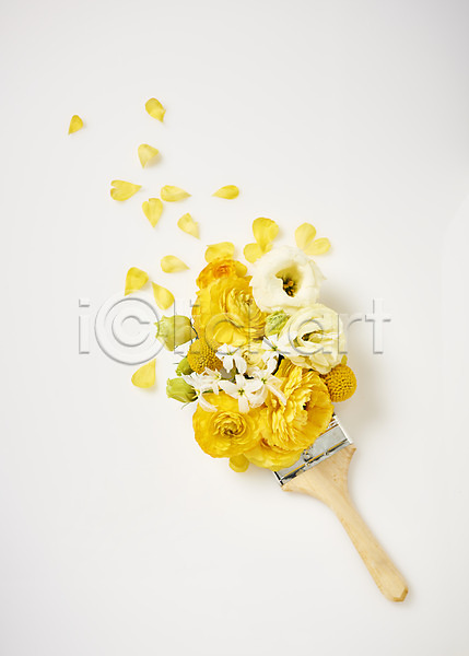 사람없음 JPG 포토 하이앵글 꽃 노란색 라넌큘러스 리시안셔스 백그라운드 봄꽃 붓 스튜디오촬영 실내
